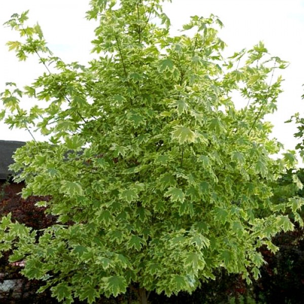 Клён остролистный Drummondi (Acer platanoides) С25