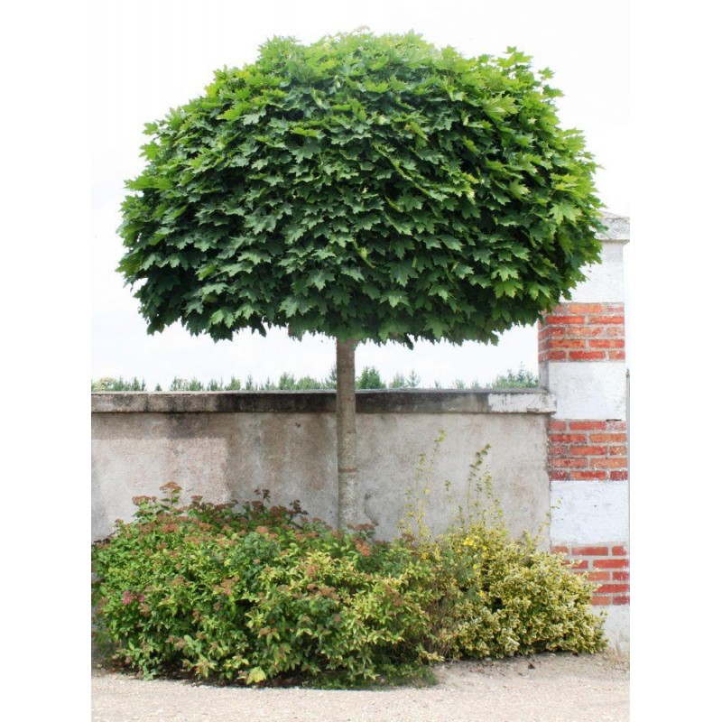Клён остролистный Globosum (Acer platanoides) С30 Клён остролистный Globosum (Acer platanoides) С30