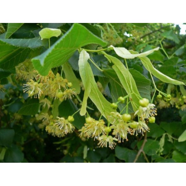 Липа крупнолистная (Tilia platyphyllos) С10