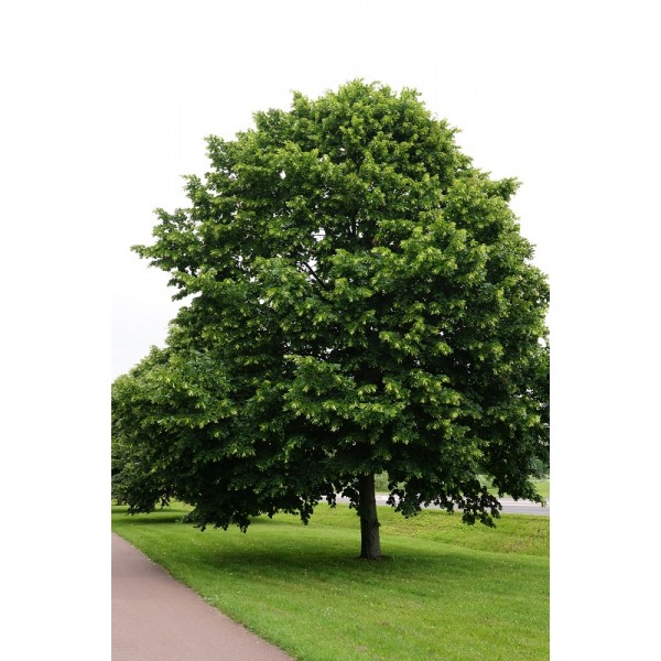 Липа крупнолистная (Tilia platyphyllos) С10