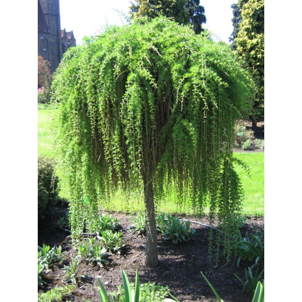 Лиственница европейская Пендула (Larix decidua) С7