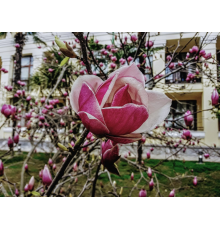 Магнолия Суланжа Александрина (Magnolia soulangeana Alexandrina) С3