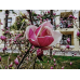 Магнолия Суланжа Александрина (Magnolia soulangeana Alexandrina) С3