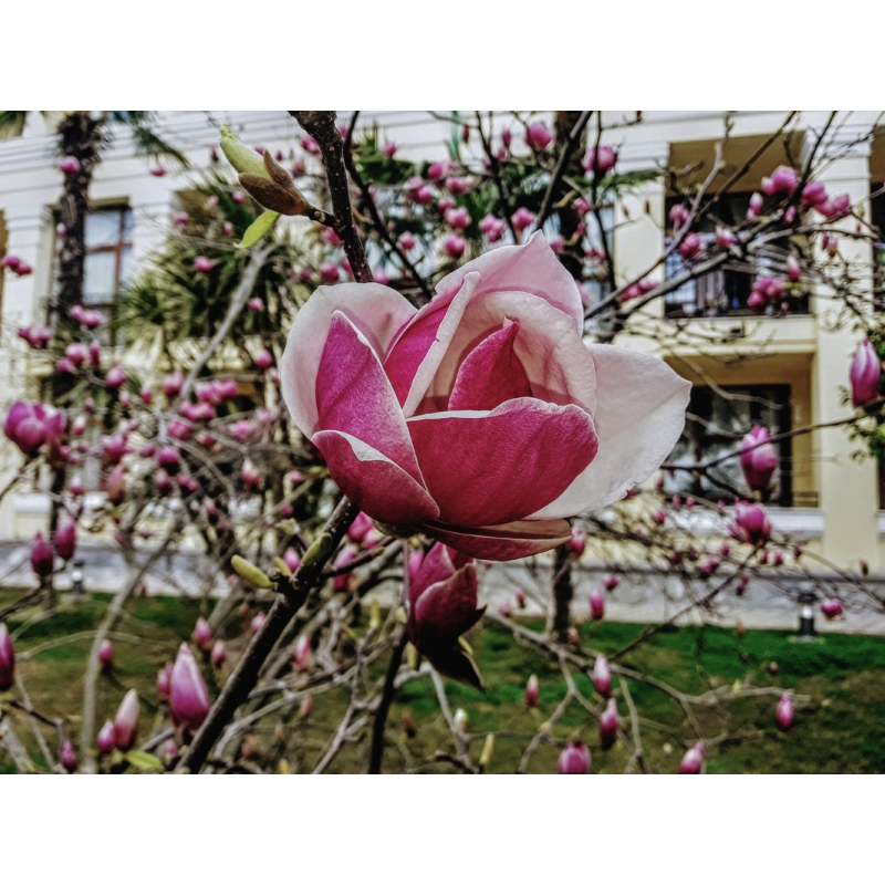 Магнолия Суланжа Александрина (Magnolia soulangeana Alexandrina) С3