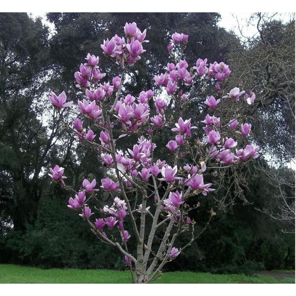Магнолия Суланжа Александрина (Magnolia soulangeana Alexandrina) С3