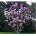 Магнолия Суланжа Александрина (Magnolia soulangeana Alexandrina) С3