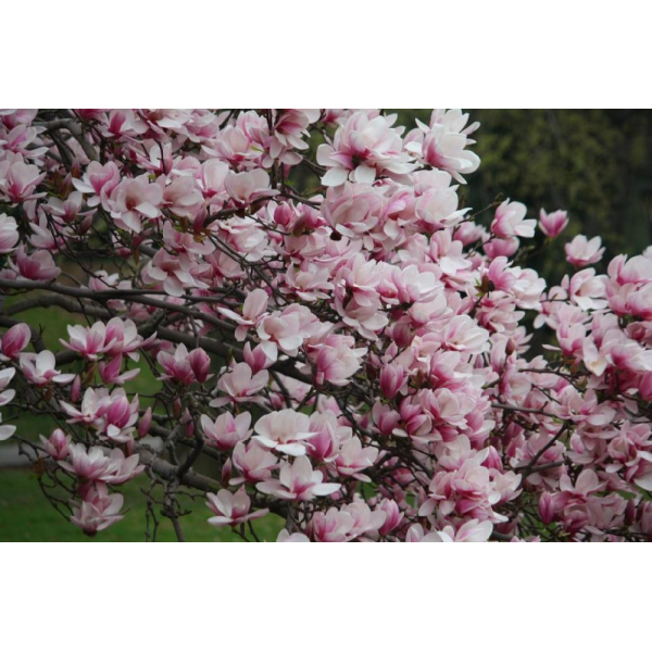 Магнолия Суланжа Александрина (Magnolia soulangeana Alexandrina) С3