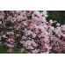 Магнолия Суланжа Александрина (Magnolia soulangeana Alexandrina) С3