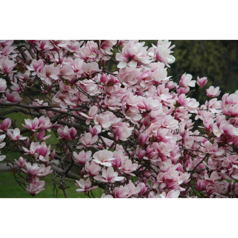 Магнолия Суланжа Александрина (Magnolia soulangeana Alexandrina) С3