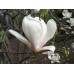 Магнолия Суланжа Амабилис (Magnolia soulangeana Amabilis) С3