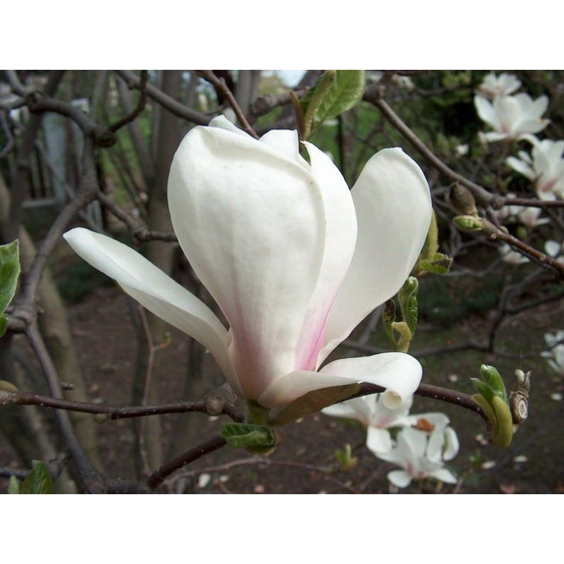 Магнолия Суланжа Амабилис (Magnolia soulangeana Amabilis) С3 Магнолия Суланжа Амабилис (Magnolia soulangeana Amabilis) С3