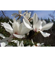 Магнолия Суланжа Амабилис (Magnolia soulangeana Amabilis) С3