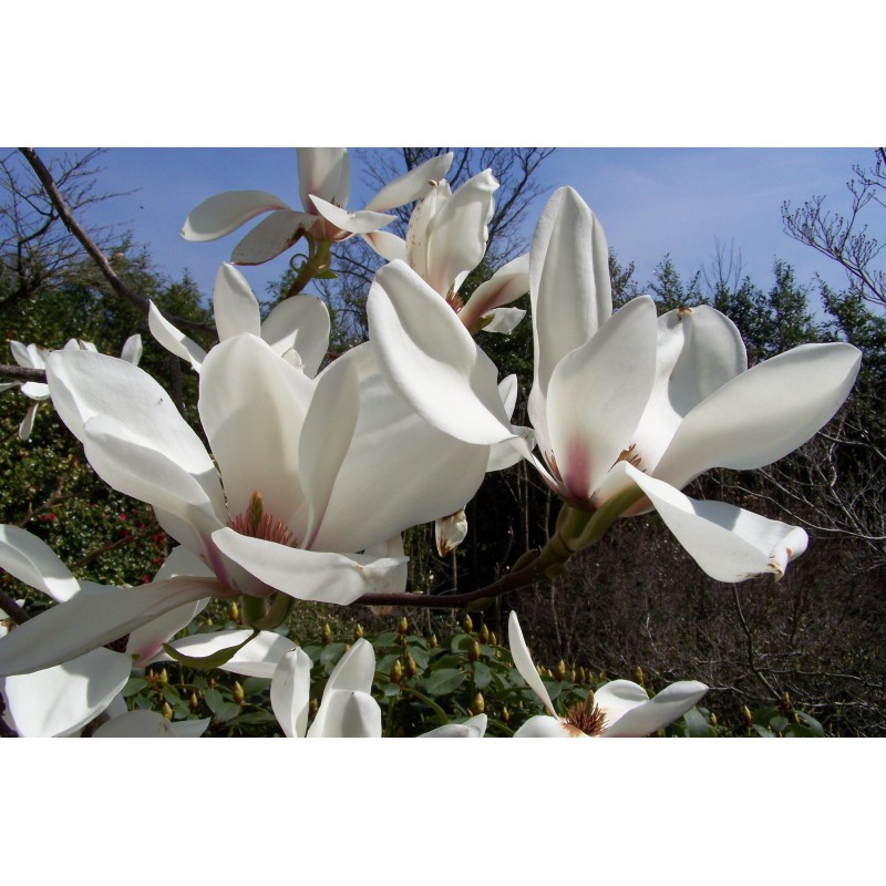 Магнолия Суланжа Амабилис (Magnolia soulangeana Amabilis) С3 Магнолия Суланжа Амабилис (Magnolia soulangeana Amabilis) С3