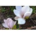 Магнолия Суланжа Амабилис (Magnolia soulangeana Amabilis) С3