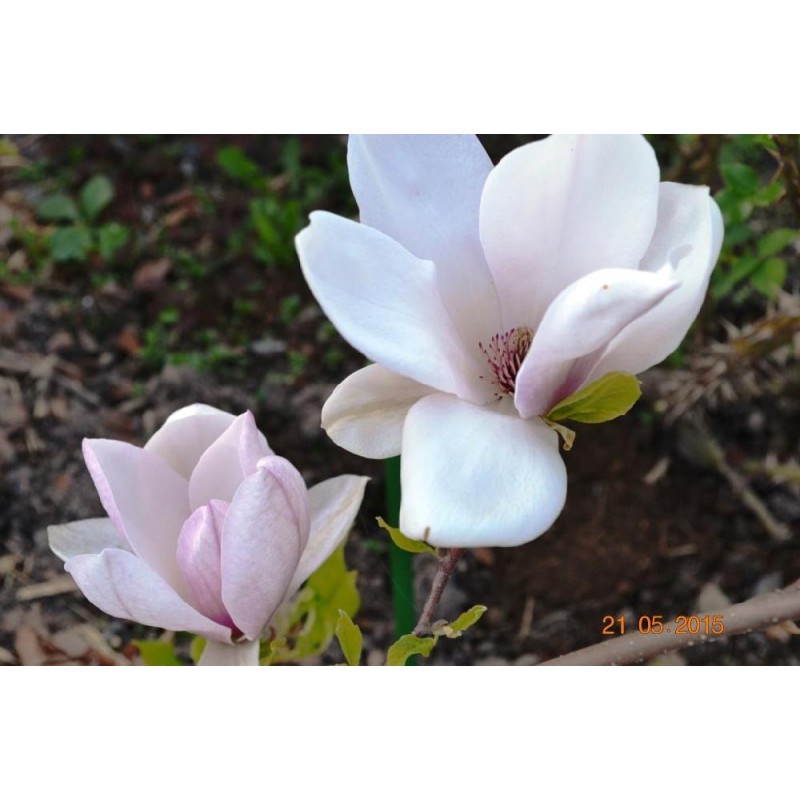 Магнолия Суланжа Амабилис (Magnolia soulangeana Amabilis) С3 Магнолия Суланжа Амабилис (Magnolia soulangeana Amabilis) С3