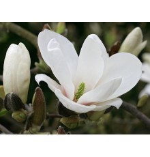 Магнолия Суланжа Ленней Альба (Magnolia soulangeana Lennei Alba) С3