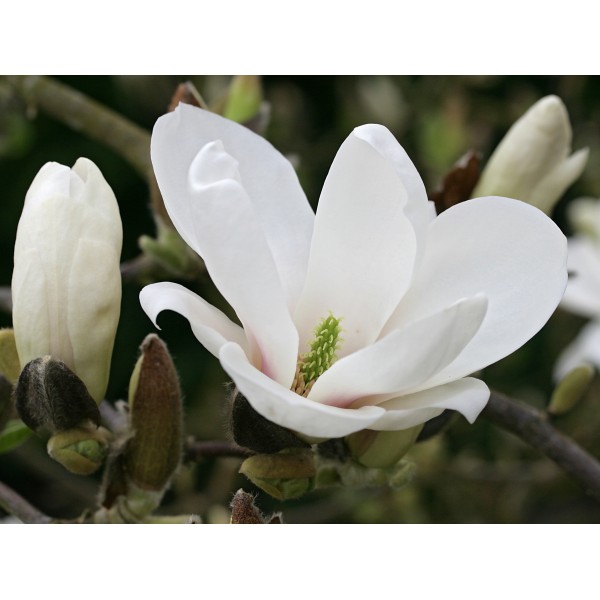 Магнолия Суланжа Ленней Альба (Magnolia soulangeana Lennei Alba) С3