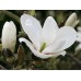 Магнолия Суланжа Ленней Альба (Magnolia soulangeana Lennei Alba) С3