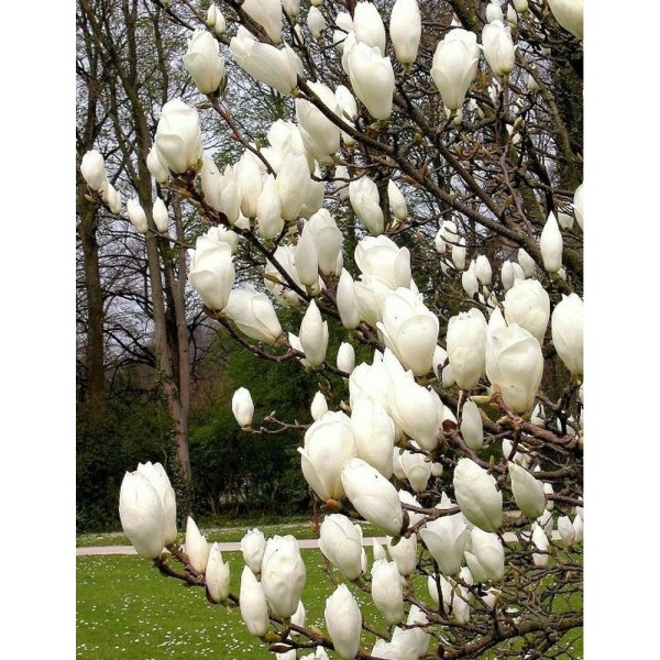 Магнолия Суланжа Ленней Альба (Magnolia soulangeana Lennei Alba) С3