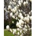 Магнолия Суланжа Ленней Альба (Magnolia soulangeana Lennei Alba) С3