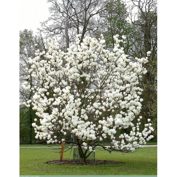 Магнолия Суланжа Ленней Альба (Magnolia soulangeana Lennei Alba) С3