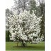Магнолия Суланжа Ленней Альба (Magnolia soulangeana Lennei Alba) С3