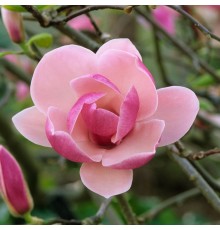 Магнолия Суланжа Рустика Рубра (Magnolia soulangeana Rustica Rubra) C3