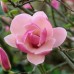 Магнолия Суланжа Рустика Рубра (Magnolia soulangeana Rustica Rubra) C3
