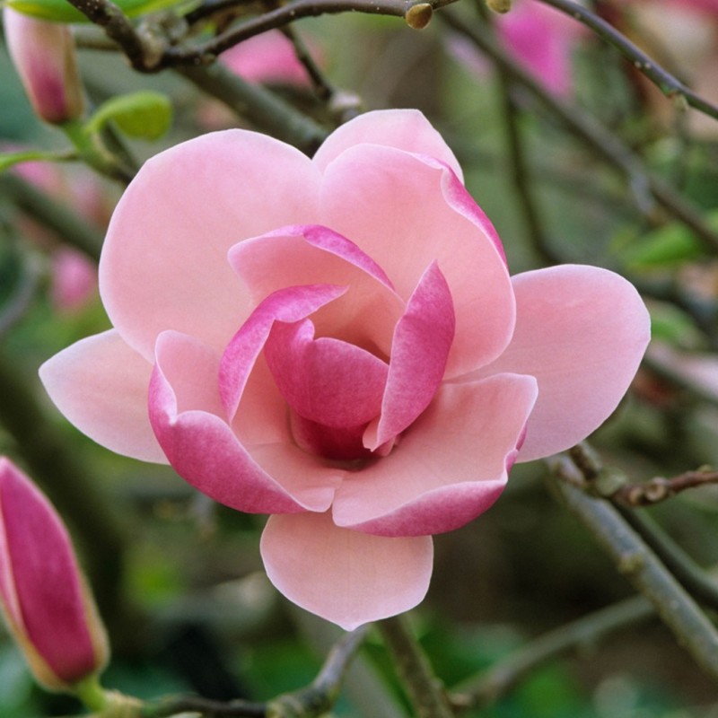 Магнолия Суланжа Рустика Рубра (Magnolia soulangeana Rustica Rubra) C3 Магнолия Суланжа Рустика Рубра (Magnolia soulangeana Rustica Rubra) C3