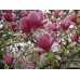 Магнолия Суланжа Рустика Рубра (Magnolia soulangeana Rustica Rubra) C3