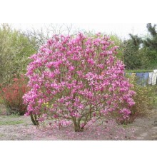 Магнолия Сьюзан (Magnolia Susan) С3