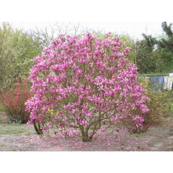 Магнолия Сьюзан (Magnolia Susan) С3