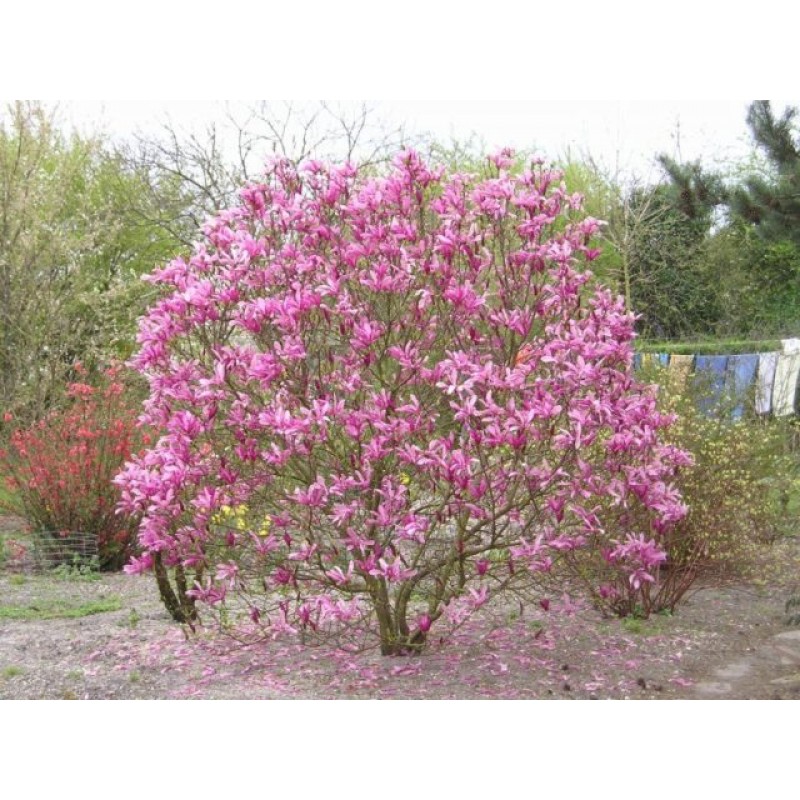 Магнолия Сьюзан (Magnolia Susan) С3 Магнолия Сьюзан (Magnolia Susan) С3
