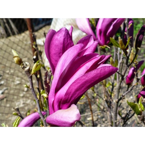 Магнолия Сьюзан (Magnolia Susan) С3