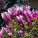Магнолия Сьюзан (Magnolia Susan) С3
