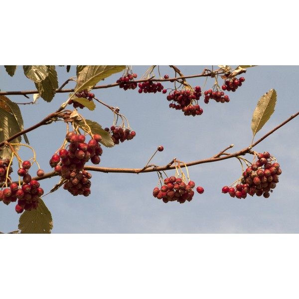 Рябина ария или круглолистная (Sorbus aria Magnifica) С24