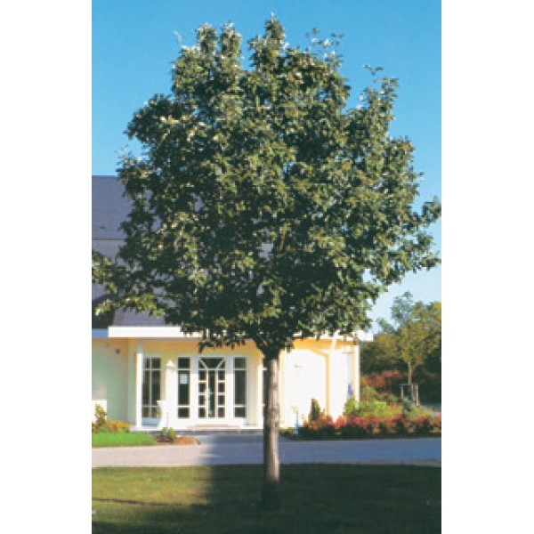 Рябина ария или круглолистная (Sorbus aria Magnifica) С24
