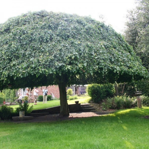 Вяз Camperdownii (Ulmus) С30