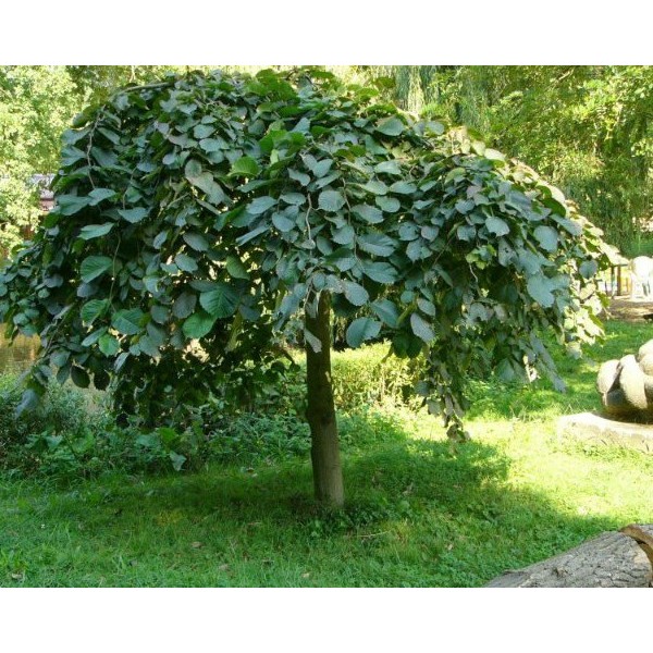 Вяз Camperdownii (Ulmus) С30