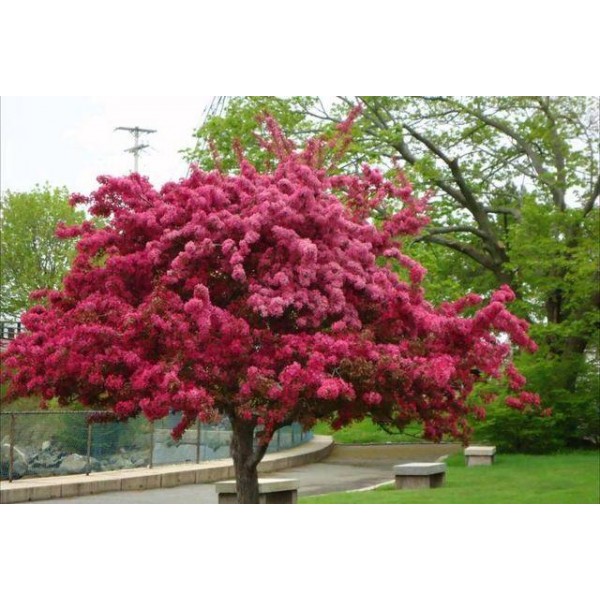 Яблоня Недзвецкого С5