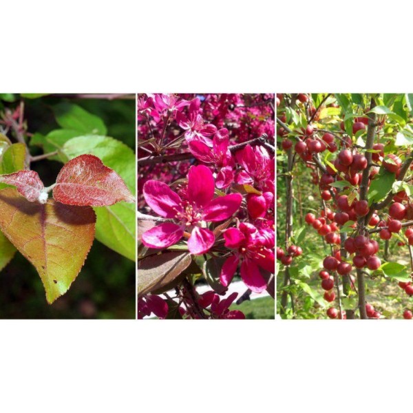 Яблоня Недзвецкого С5