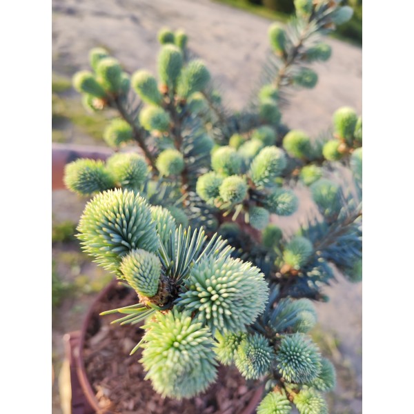 Ель колючая Глаука Глобоза (Picea pungens Glauca Globosa) С5