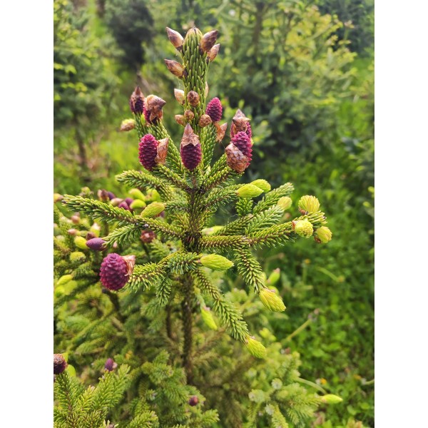Ель Лицзянская (Picea likiangensis Franch E.Pritz) C5
