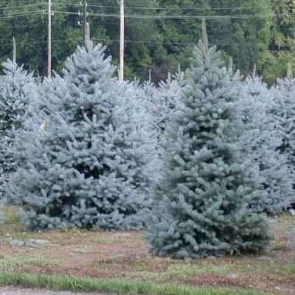 Ель голубая Kaibab (Picea pungens) С2