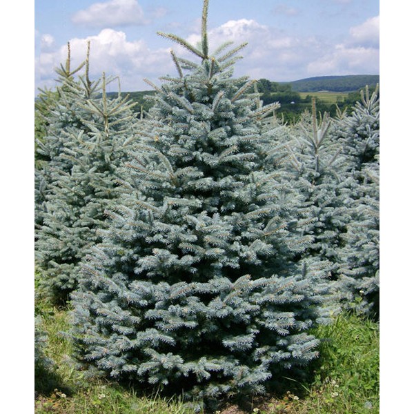 Ель колючая Glauca Majestic Blue (Picea pungens) С2