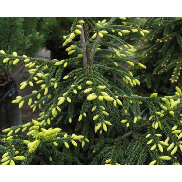 Ель обыкновенная Ауреа (Picea abies Aurea) С5