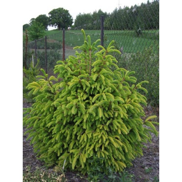 Ель обыкновенная Norrkoping (Picea abies) С10