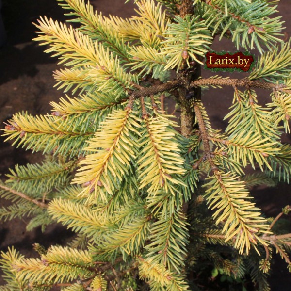 Ель обыкновенная Norrkoping (Picea abies) С10