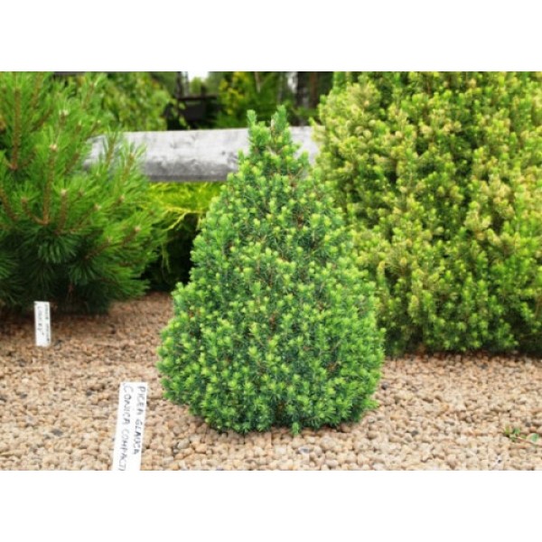 Ель сизая Conica (Picea glauca) C5