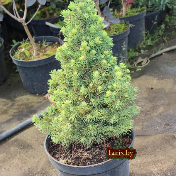 Ель сизая Conica (Picea glauca) С2